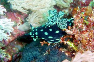 Nembrotha (Nembrotha cristata)