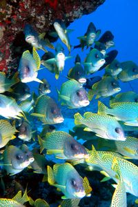 Gaterino tropicale (Plectorhinchus gaterinus)