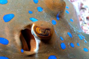 Razza a macchie blu (Taeniura lymma)