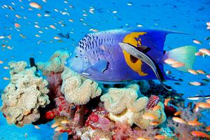 Pesce angelo maculato (Pomacanthus maculosus)