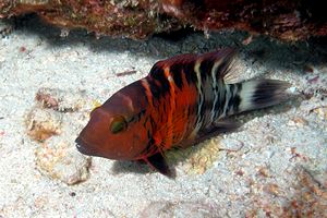 Tordo  fasciato tropicale (Cheilinus fasciatus)