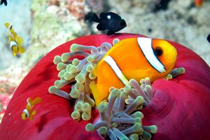 Pesce pagliaccio (Amphiprion bicinctus)