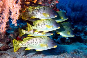 Gaterino tropicale (Plectorhinchus gaterinus)