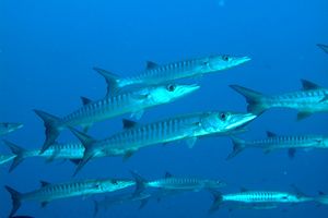 Barracuda pinna nera (Sphyraena qenie)