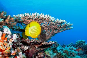 Pesce farfalla semimascherato (Chaetodon semilarvatus)