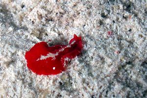 Verme piatto (n.d. n.d.)