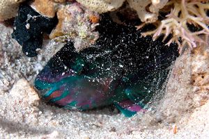 Pesce pappagallo (Scarus n.d.)