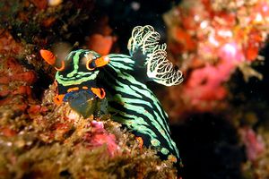 Nembrotha (Nembrotha kubaryana)