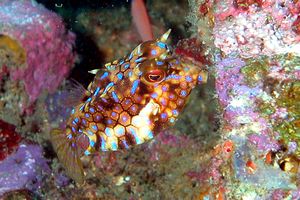 Pesce scatola (Ostracion meleagris)