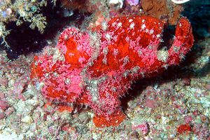 Pesce rana gigante (Antennarius commersoni)