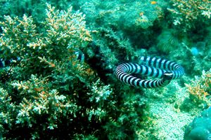 Serpente di mare (Laticauda colubrina)