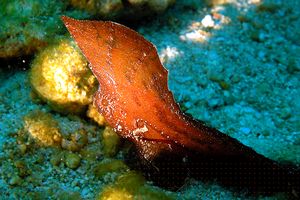 Pesce foglia (Ablabys macracanthus)