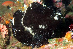 Pesce rana gigante (Antennarius commersoni)