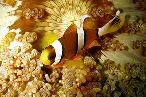 Pesce pagliaccio a tre bande (Amphiprion percula)