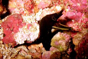 Murena a nastro (Rhinomuraena quaesita)