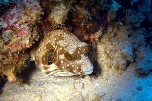 Pesce palla striato (Arothron manilensis)