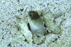 Pesce (Opistognathus randalli)