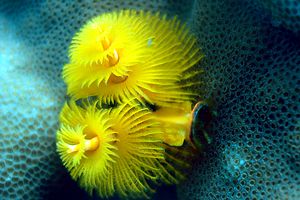 Anellide albero di natale (Spirobranchus sp.)