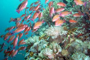 Anthias (Pseudoanthias n.p.)