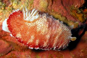Nudibranchio (Chromodoris reticulata)