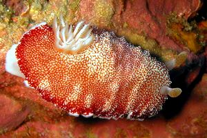 Nudibranchio (Chromodoris reticulata)