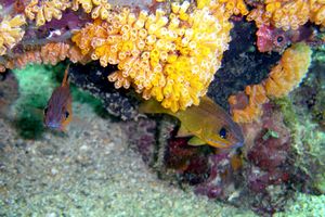 Apogonide (Apogon cyanosoma)