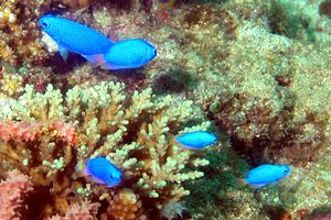 Damigella (Pomacentrus coelestis)