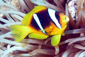 Pesce pagliaccio (Amphiprion bicinctus)