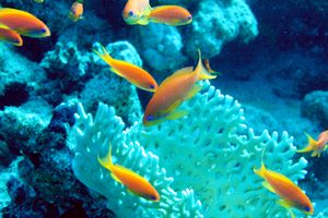 Castagnola  tropicale (Pseudanthias squamipinnis)