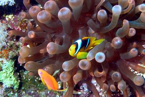 Pesce pagliaccio (Amphiprion bicinctus)