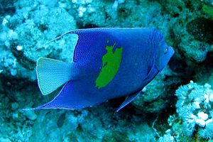 Pesce angelo maculato (Pomacanthus maculosus)