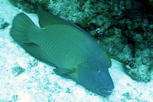 Pesce napoleone (Cheilinus undulatus)