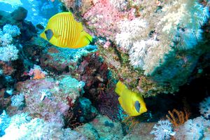 Pesce farfalla semimascherato (Chaetodon semilarvatus)