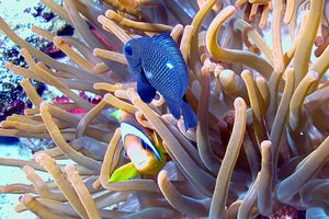 Pesce pagliaccio (Amphiprion bicinctus)