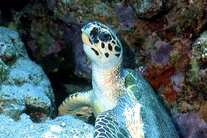 Tartaruga (Eretmochelys imbricata)