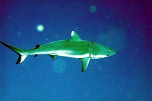 Squalo coda nera (Carcharinus wheeleri)