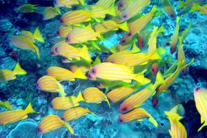 Lutiano a righe gialle (Lutjanus kasmira)