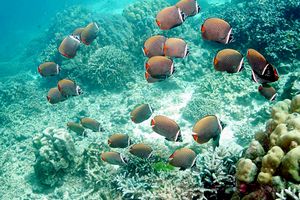 Pesce farfalla dal collare (Chaetodon collare)