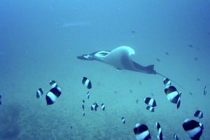 Pesce farfalla piramide nero (Hemitaurichthys zoster)