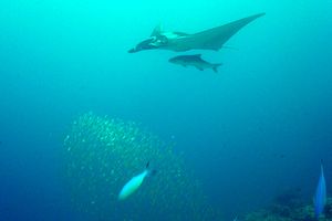 Manta (Manta birostris)