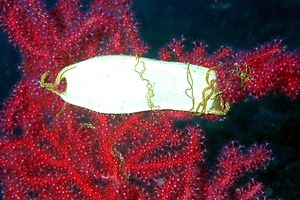 Squalo gattopardo (Scyliorhinus stellaris)