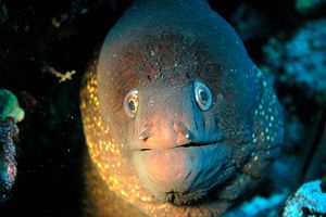 Murena (Muraena helena)