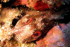 Bavosa ruggine (Parablennius gattorugine)