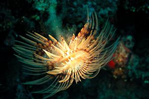 Spirografo (Sabella spallanzani)