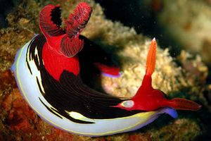 Nembrotha di Chamberlain (Nembrotha chamberlaini)