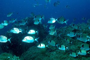 Sarago fasciato (Diplodus vulgaris)