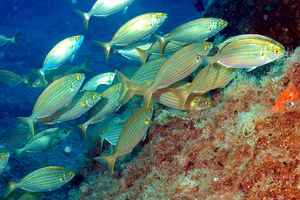 Salpa (Sarpa salpa)
