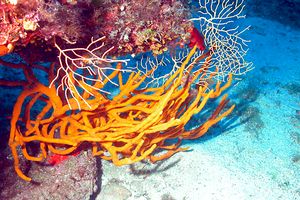 Spugna (Axinella polypoides)