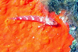 Peperoncino (Tripterygion tripteronotus)