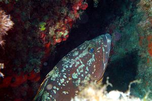 Cernia bruna (Epinephelus marginatus)